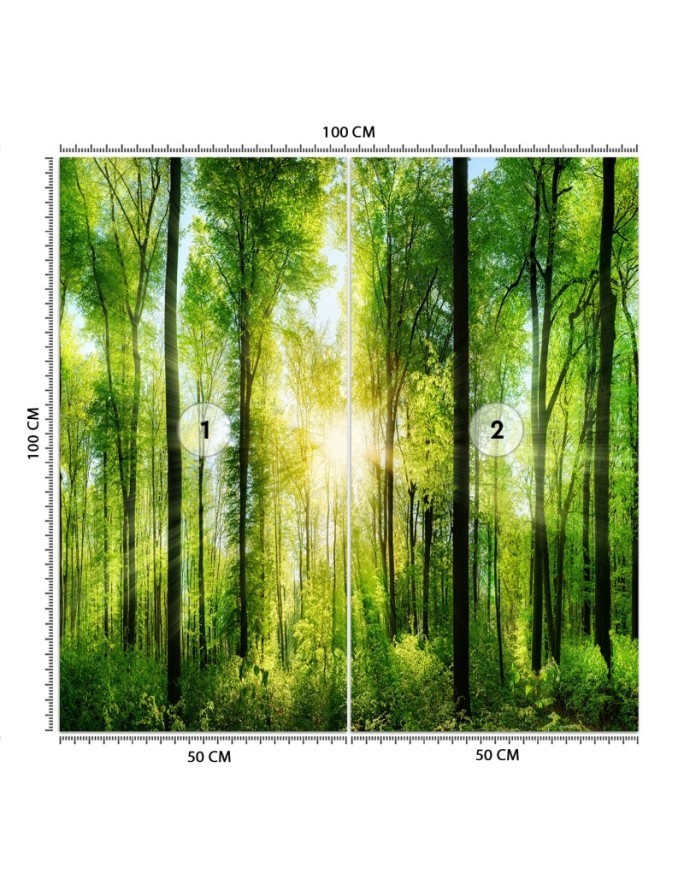 Photo wall mural - Forest of trees sunshine nature | FEEBY