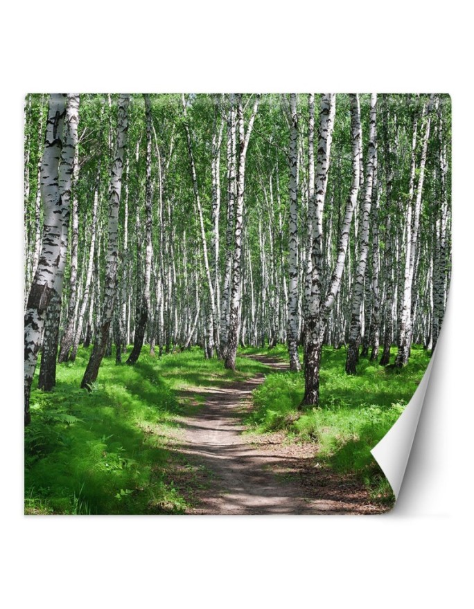 Wall mural Birch Forest...