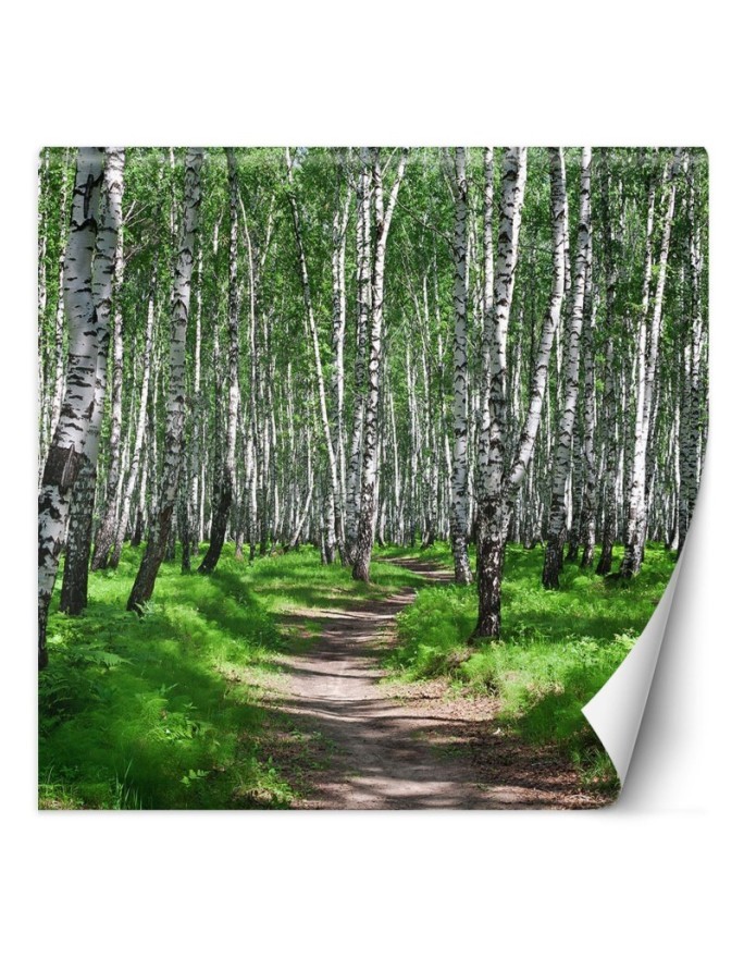 Photo wall mural - Birch forest and forest path | FEEBY