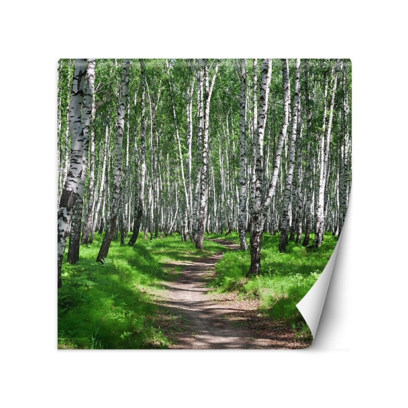 Photo wall mural - Birch forest and forest path | FEEBY
