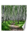 Photo wall mural - Birch forest and forest path | FEEBY