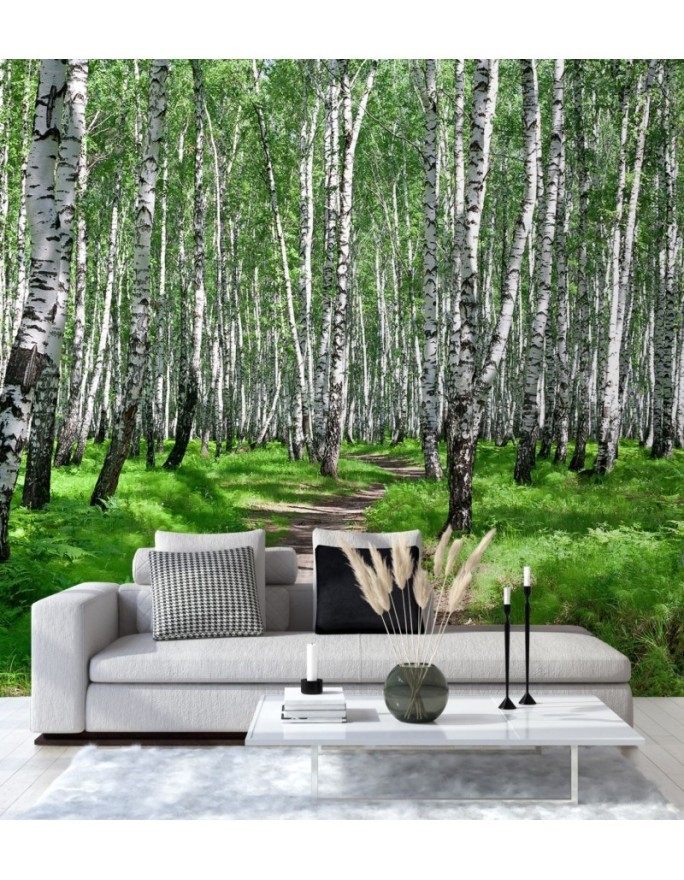 Photo wall mural - Birch forest and forest path | FEEBY