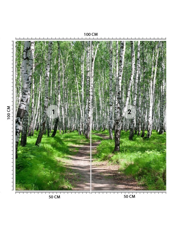 Photo wall mural - Birch forest and forest path | FEEBY
