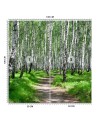 Photo wall mural - Birch forest and forest path | FEEBY
