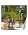 Exclusive Wallpapers - Palm trees on a tropical beach | FEEBY