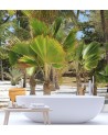 Exclusive Wallpapers - Palm trees on a tropical beach | FEEBY