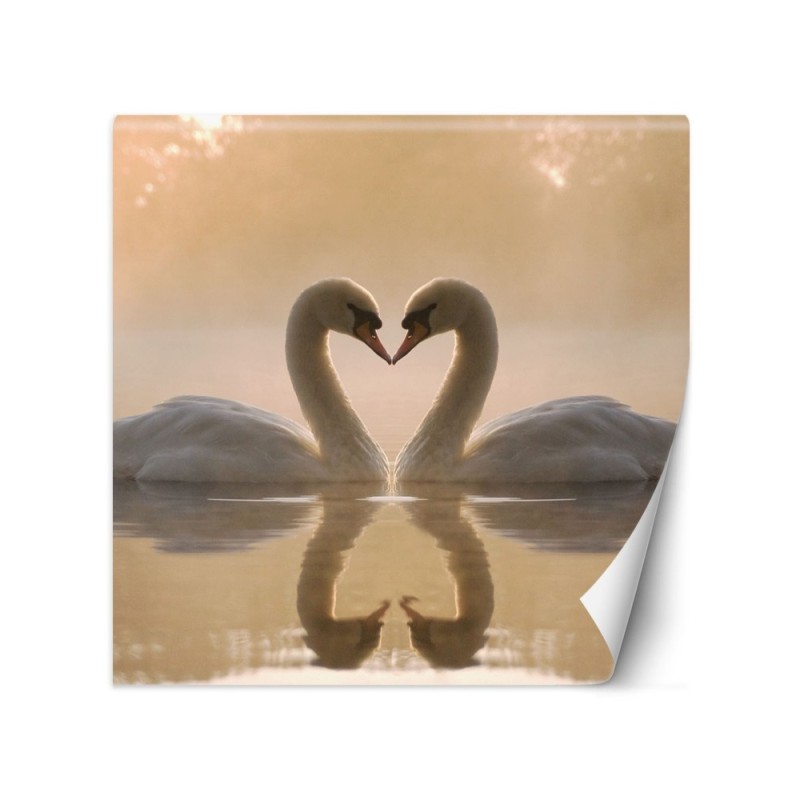 Beautiful wall murals - Swans swimming in a lake | FEEBY