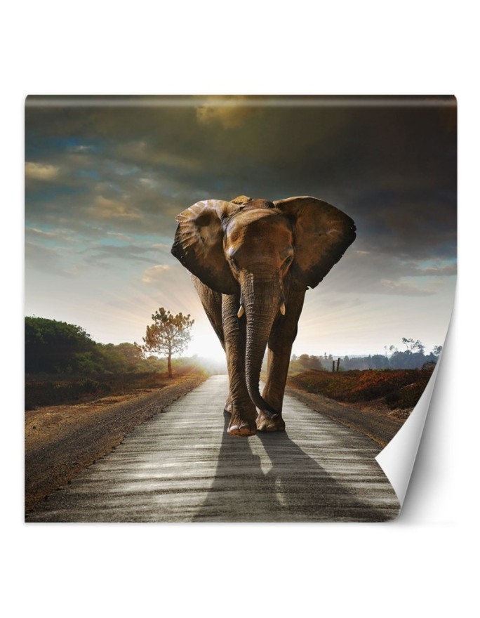 Unique wall murals for the living room - Elephant on the road | FEEBY
