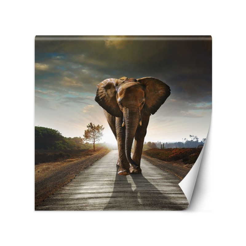 Unique wall murals for the living room - Elephant on the road | FEEBY