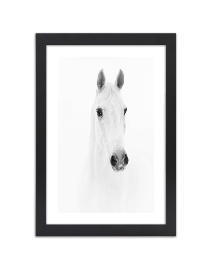 Poster White horse