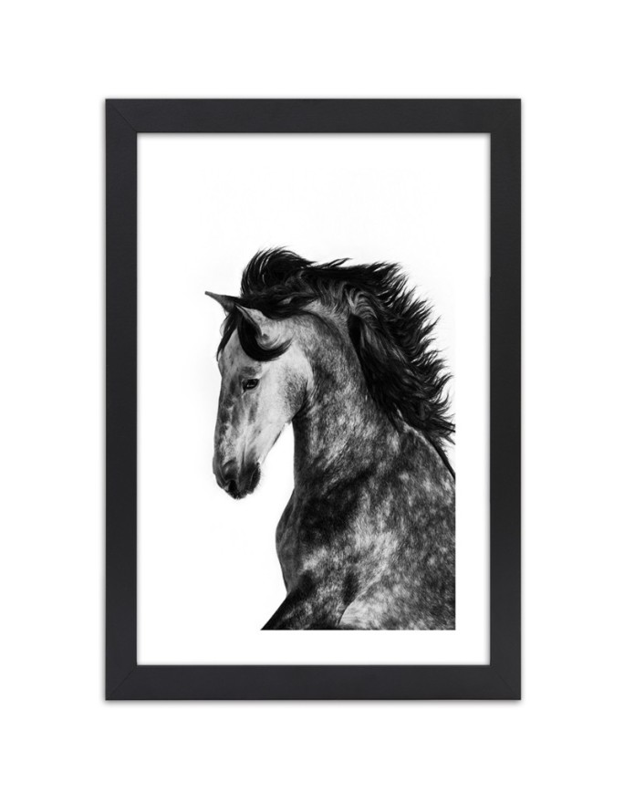 Poster Black and white horse