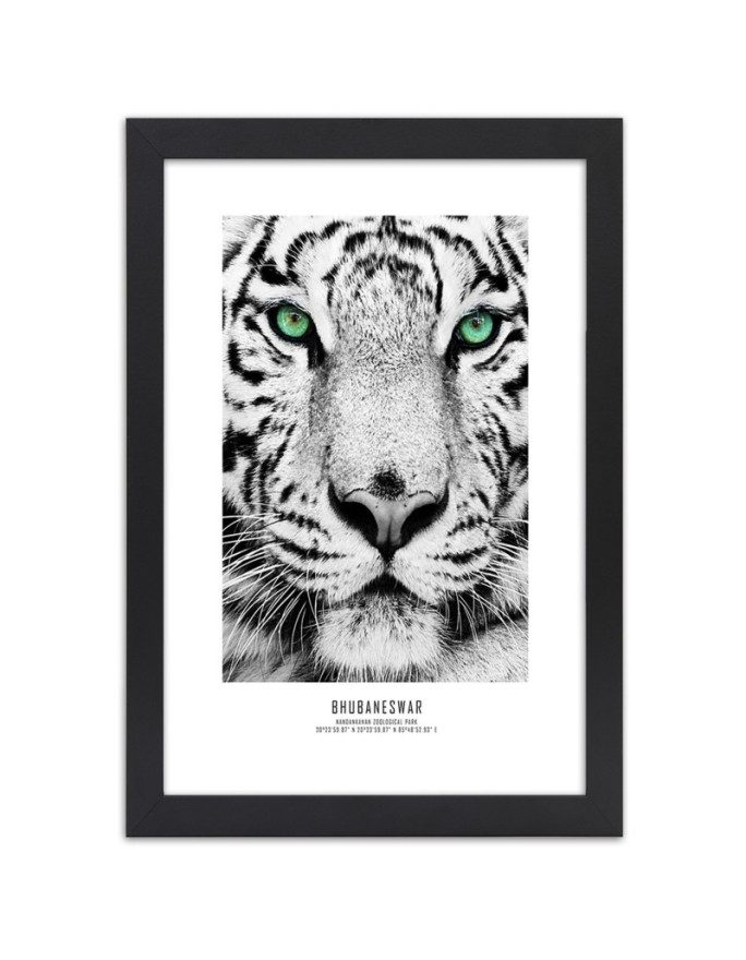 Poster White tiger