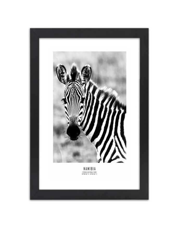 Poster Zebra black and white