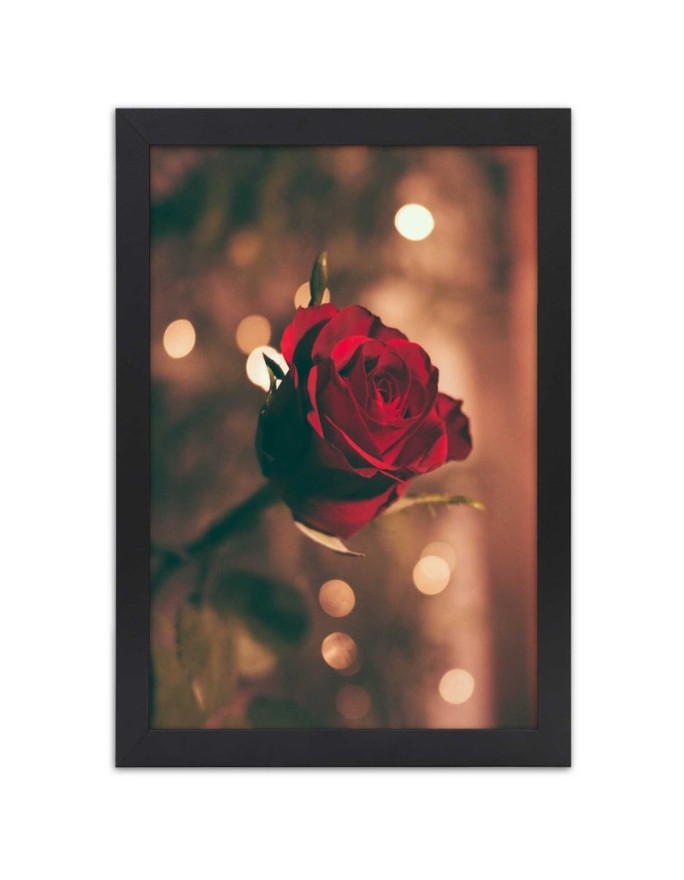 Poster Red rose flower