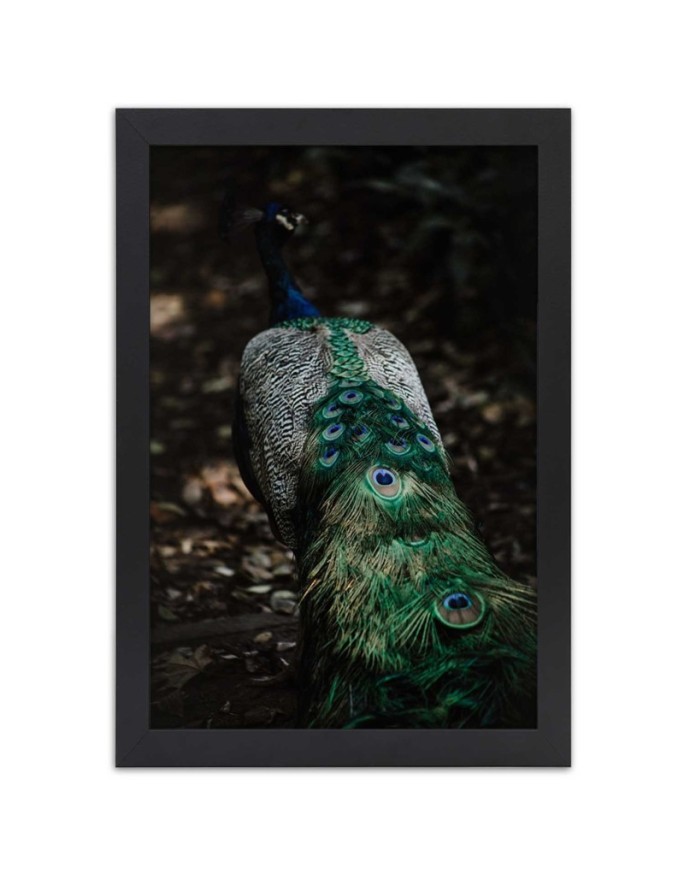 Poster Peacock tail nature