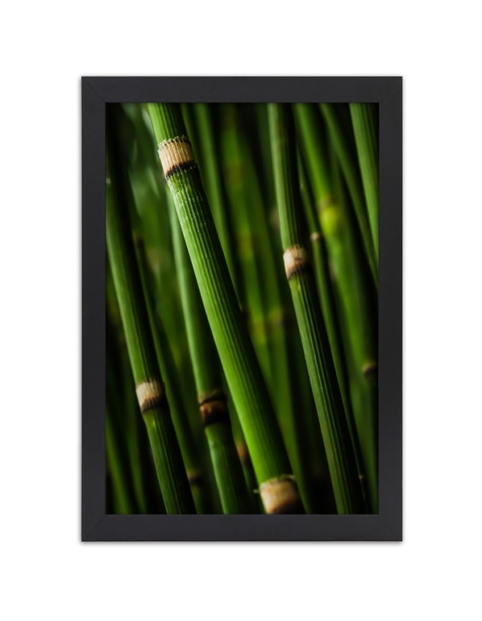 Poster Bamboo forest