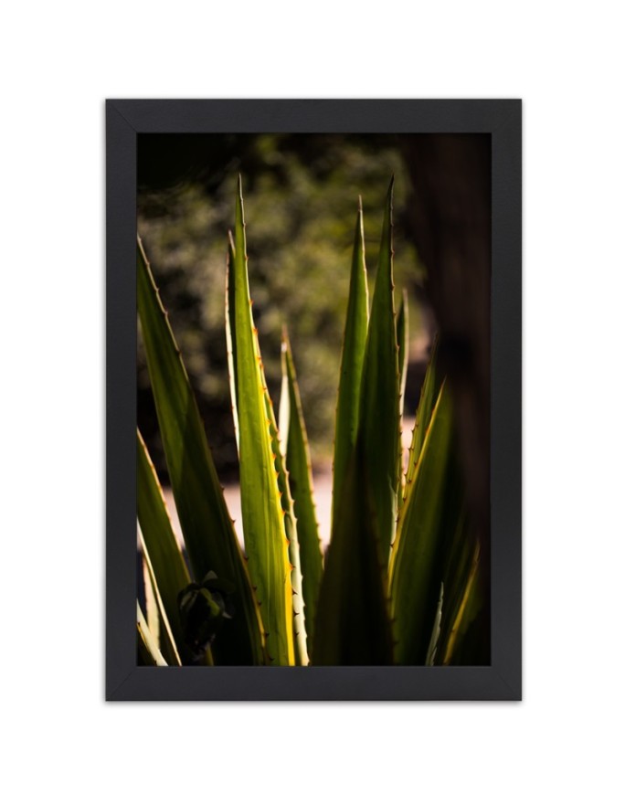 Poster Cactus leaves