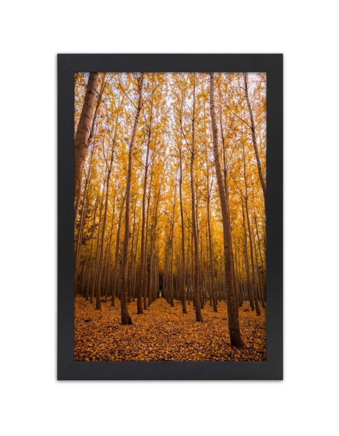 Poster Autumn birch forest