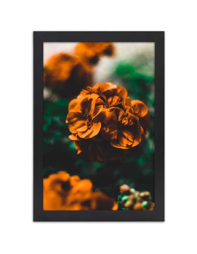 Poster Orange flowers