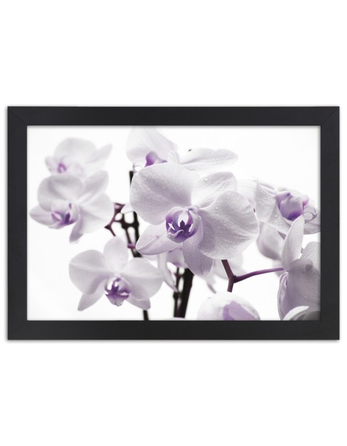 Poster White purple orchid