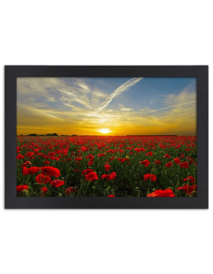 Poster Red poppies sunset...