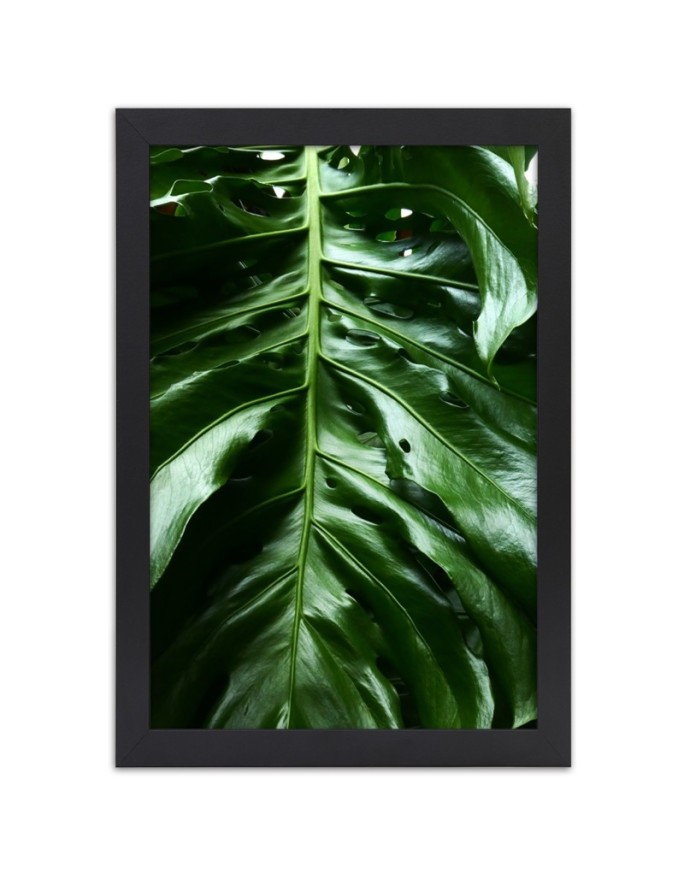 Poster Monstera plant leaves