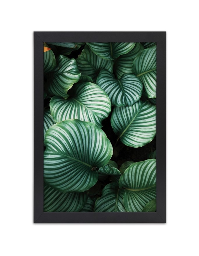 Poster Tropical leaves
