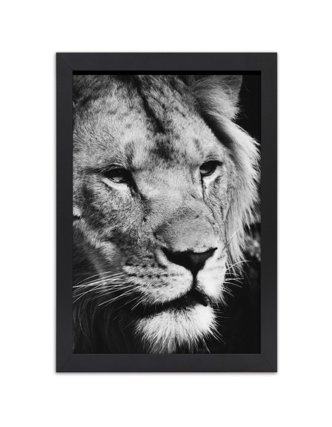 Poster Black and white lion
