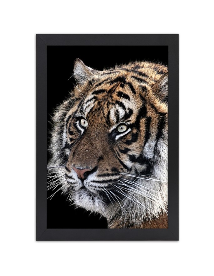 Poster Tiger on black...