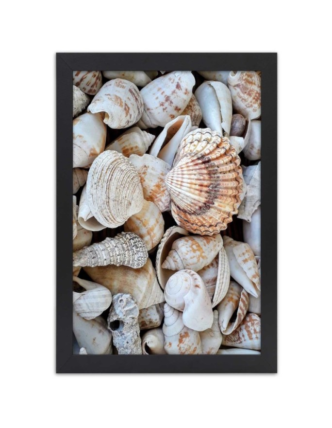 Poster Close up of sea shells
