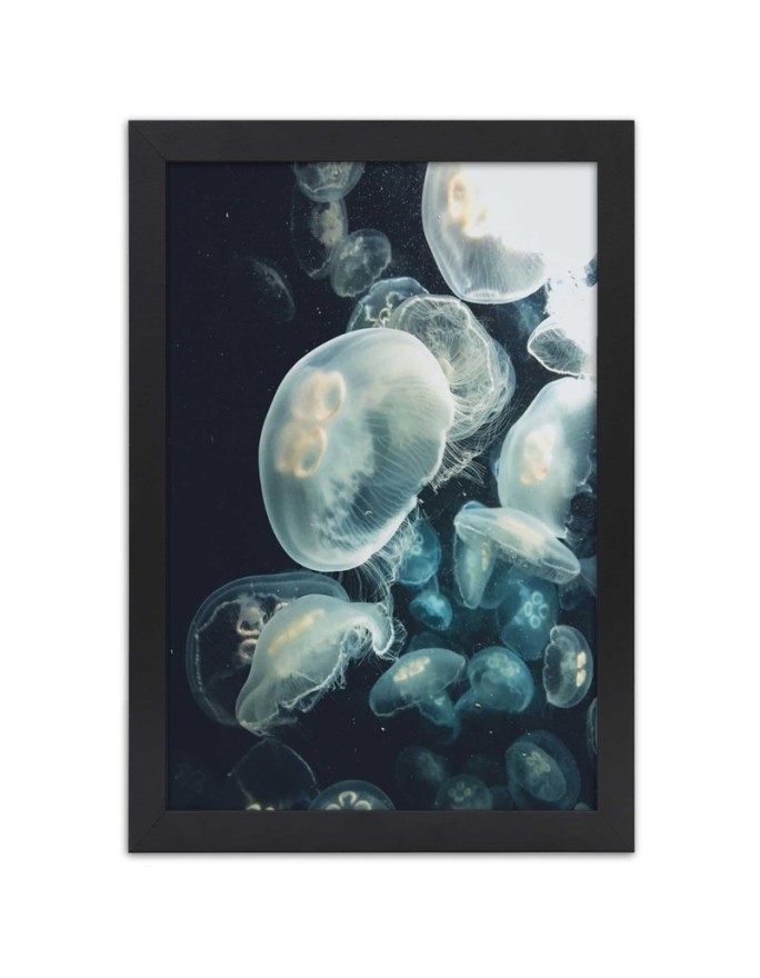 Poster Jellyfish