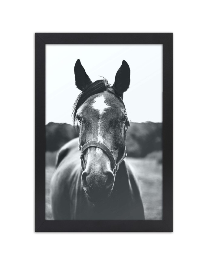 Poster Portrait of a horse