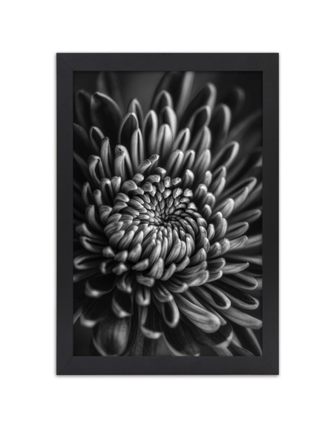 Poster Black and white flower
