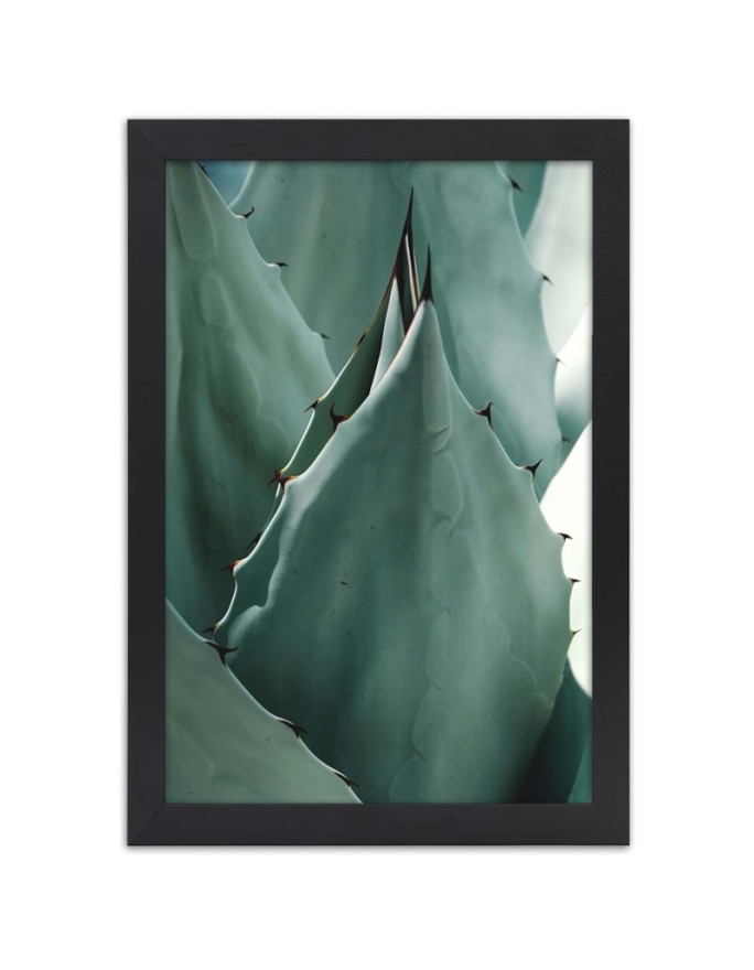 Poster Agave cactus leaf