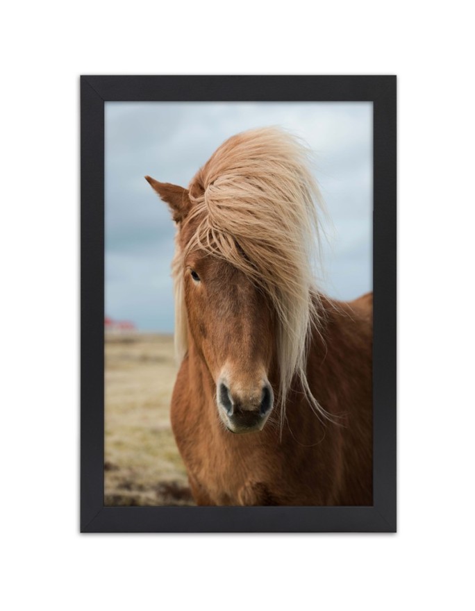 Poster Horse with long mane
