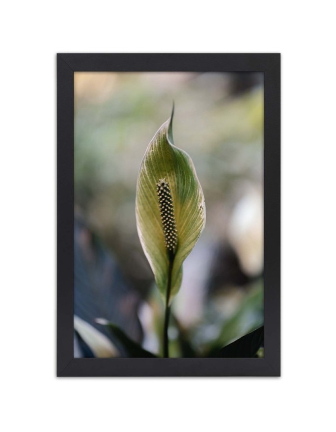 Poster exotic plant