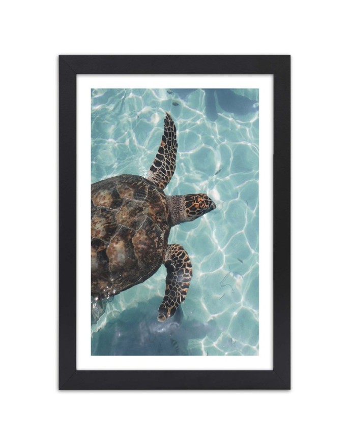 Poster Water turtle