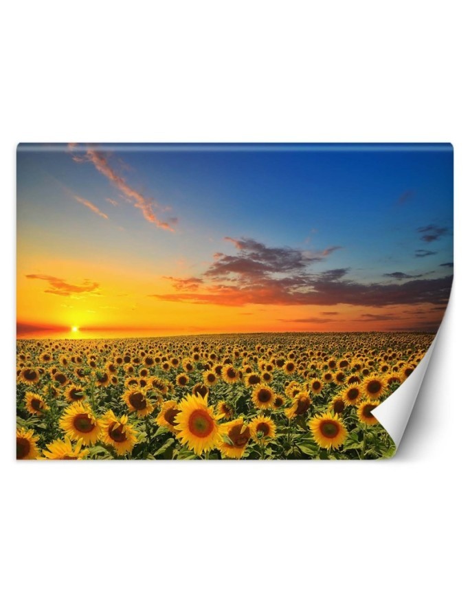 Wallpapers - Field of sunflowers | FEEBY