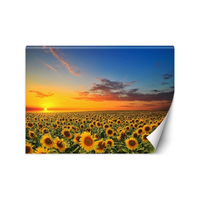 Wallpapers - Field of sunflowers | FEEBY