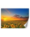 Wallpapers - Field of sunflowers | FEEBY