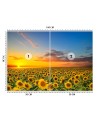 Wallpapers - Field of sunflowers | FEEBY