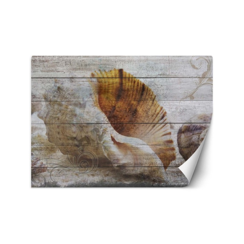 Beautiful wall murals - Vintage style shells | FEEBY