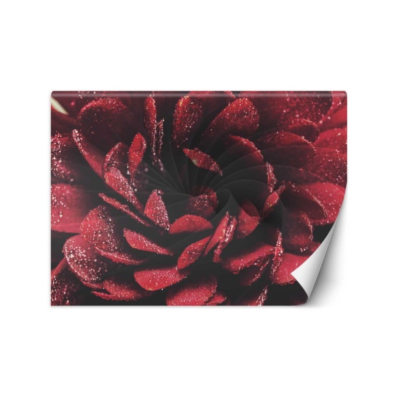 Exclusive wall murals - Macro flower | FEEBY