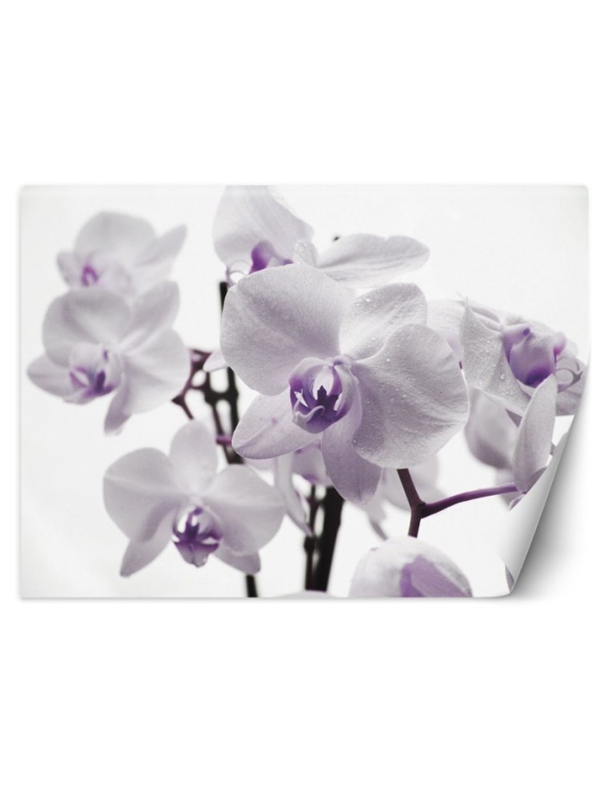 Wall mural Blooming Orchid