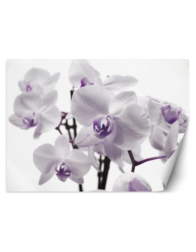 Wallpaper - Flowering orchid | FEEBY