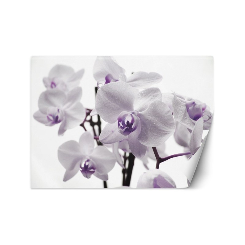 Wallpaper - Flowering orchid | FEEBY