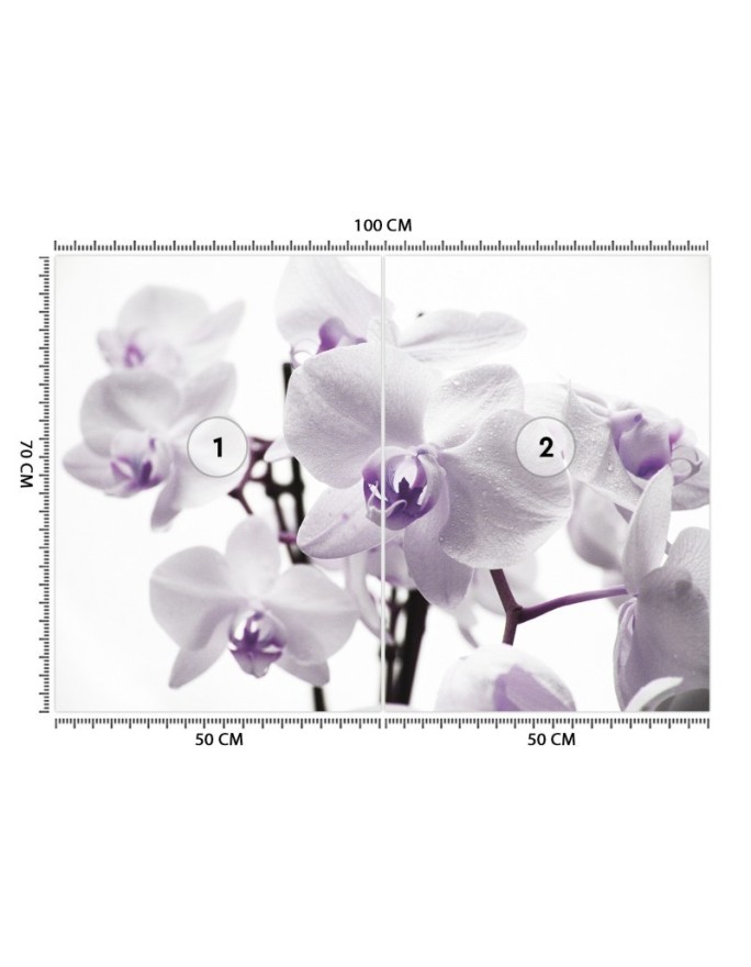 Wallpaper - Flowering orchid | FEEBY