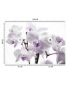 Wallpaper - Flowering orchid | FEEBY