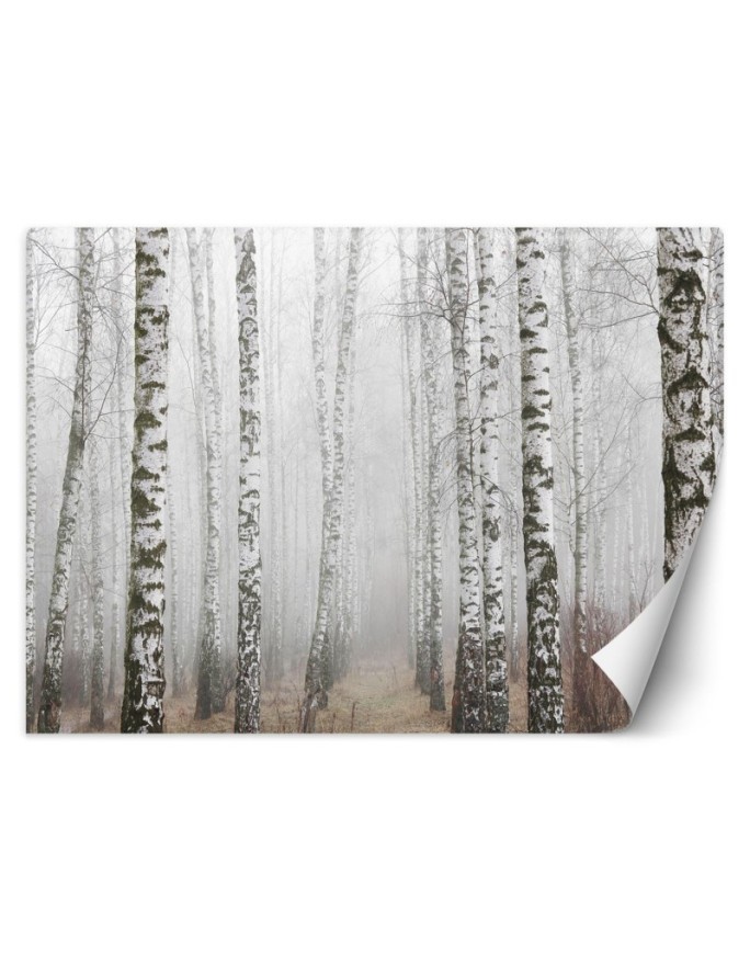 Modern Wallpaper - Birch forest in the fog | FEEBY