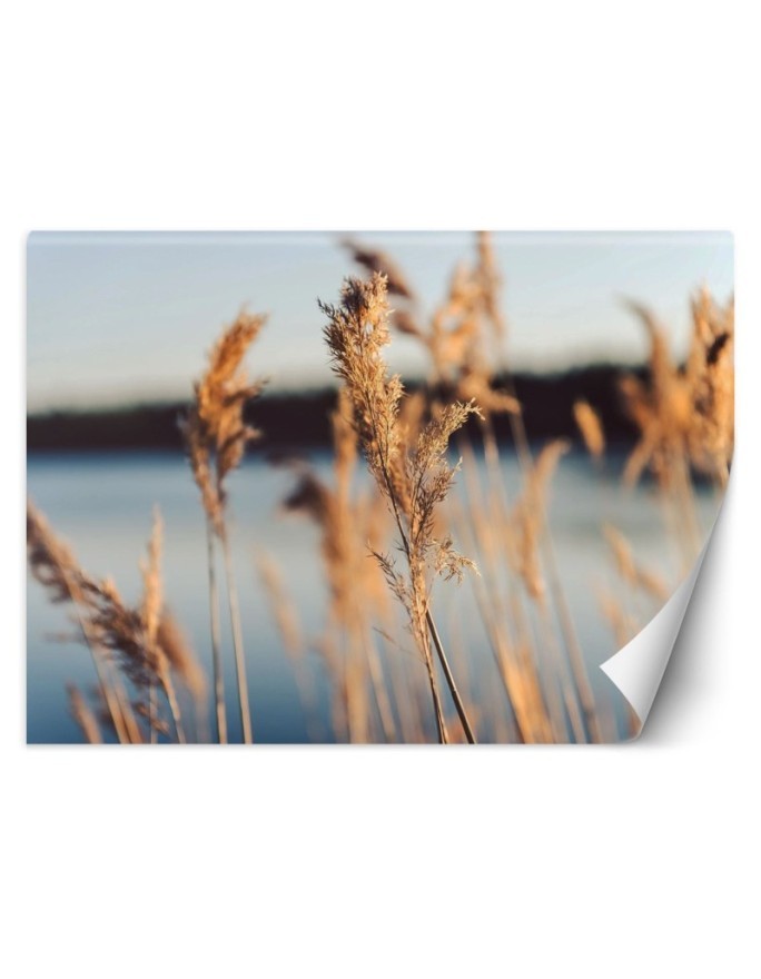 The most fashionable Wallpapers - Pampas grass on a lake background | FEEBY